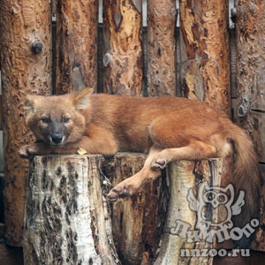 В зоопарке «Лимпопо» выбрали имена для красных волков
