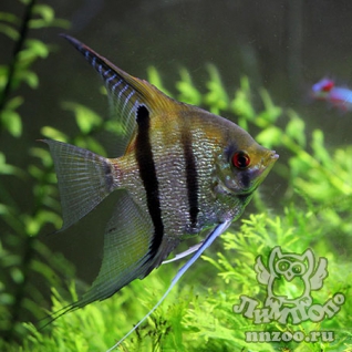 Скалярии (Pterophyllum)