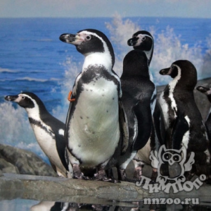 Пингвины Гумбольдта поселились в нижегородском зоопарке «Лимпопо»