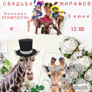 Зоопарк "Лимпопо" приглашает на финальный день свадьбы жирафов