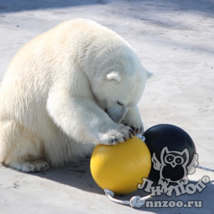 Белая медведица из зоопарка «Лимпопо» получила новые специальные игрушки