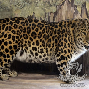 Новый вольерный комплекс для пум и леопардов открылся в зоопарке «Лимпопо»!