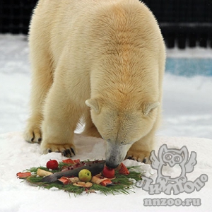 В зоопарке «Лимпопо» отпраздновали День белого медведя и проводили зиму!