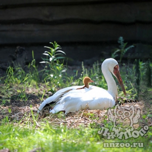 Птенец самого редкого в России белого журавля родился в «Лимпопо»