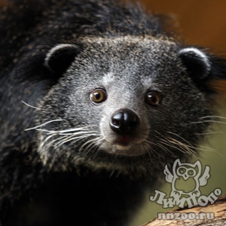 Бинтуронг (Arctictis binturong)