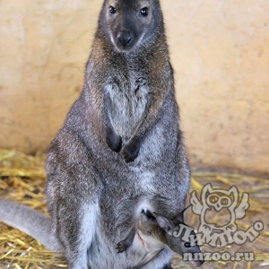 Тройное пополнение произошло в семействе кенгуру Беннетта в зоопарке «Лимпопо»
