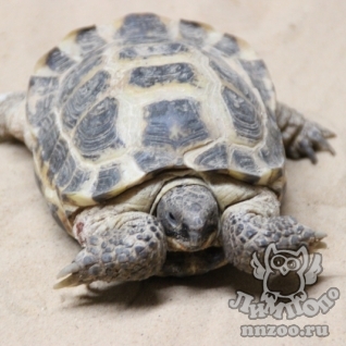 Среднеазиатская черепаха (Testudo (Agrionemys) horsfieldii)