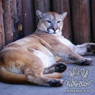 Пума (Felis (Puma) concolor)