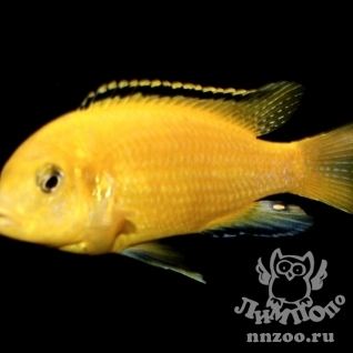 Жёлтый лабидохромис (Labidochromis caeruleus var.yellow)
