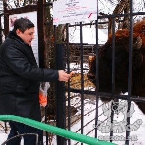 Опекуны дали клички новорожденному зубру и ламе