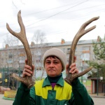 Пятнистый олень Олесь встречает весну без рогов