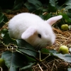 Кролик карликовый баран