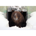 Бурый медведь Балу проснулся после зимней спячки в зоопарке «Лимпопо»!