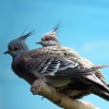 Хохлатый бронзовокрылый голубь (Ocyphaps lophotes)