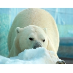 ВНИМАНИЕ! Зоопарк «Лимпопо» переходит на зимний режим работы