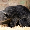 Бинтуронг (Arctictis binturong)