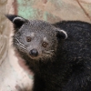 Бинтуронг (Arctictis binturong)