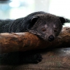 Бинтуронг (Arctictis binturong)