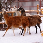 Ламы Кай, Герда и Зюша 28.11.12