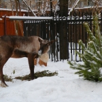 Северный олень сбросил рога 8.01.13