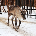 Северный олень Янга 21.02.14