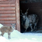 Винторогий козел 25.03.13