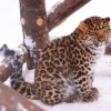 Дальневосточный (Амурский) леопард (Panthera pardus orientalis)