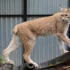 Рысь (Lynx lynx)