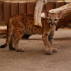 Пума (Felis (Puma) concolor)