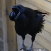Ворон обыкновенный (Corvus corax)