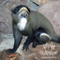 Браззовская мартышка (Cercopithecus neglectus)