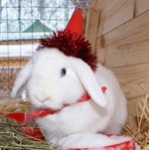 Новогодний кролик исполнит желания посетителей "Лимпопо"