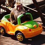 Японским макакам из зоопарка "Лимпопо" подарили автомобиль