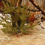 Мясные ёлочные игрушки пришлись нижегородским тиграм по вкусу