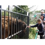 Нижегородцы проголосовали за возвращение возможности кормить животных в зоопарке «Лимпопо»