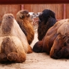 Двугорбый верблюд (Camelus bactrianus) (ferus)