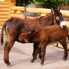 Домашний осел (Equus asinus dom)