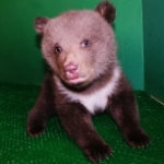У пары бурых медведей в "Лимпопо" родилась двойня